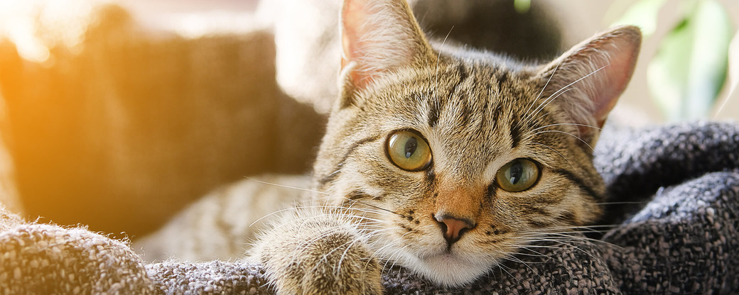 Kitten liegt in Katzenkorb