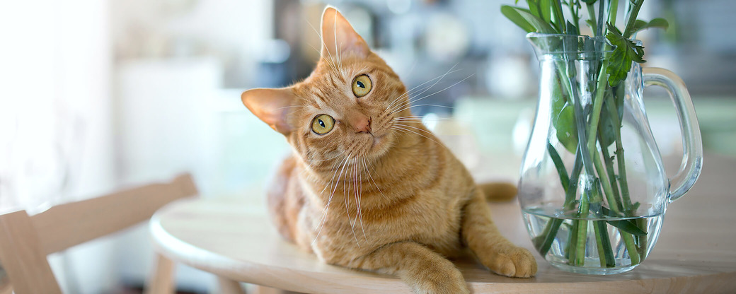 Katze sitzt neben Vase auf Tisch