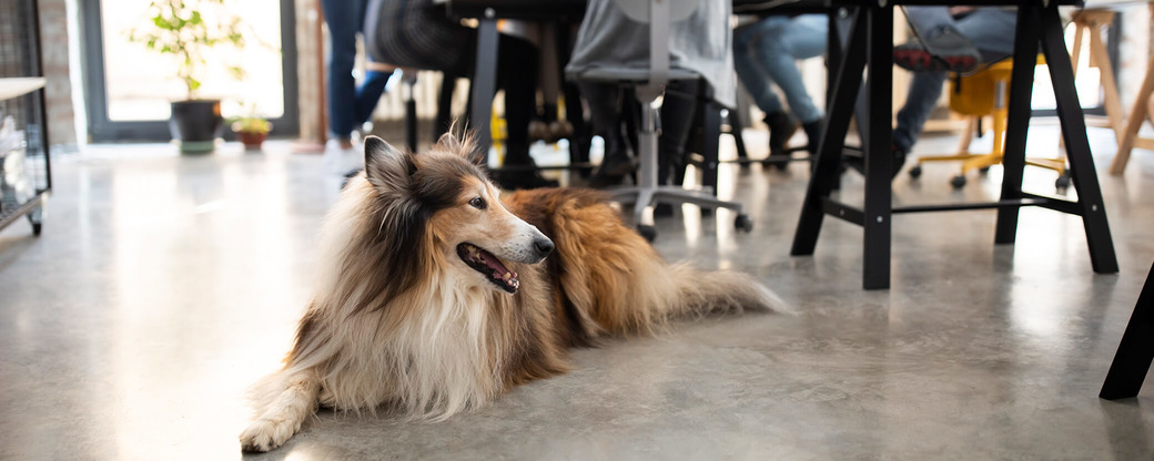 Hund liegt auf Büroboden