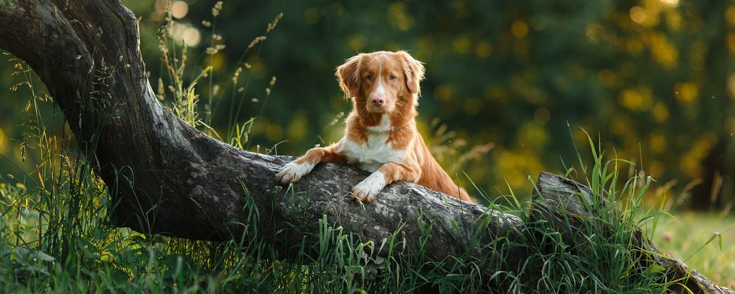 Hund auf Baumstamm