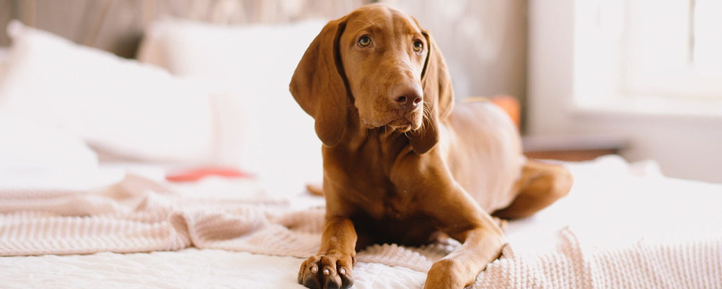 Hund liegt auf Bett